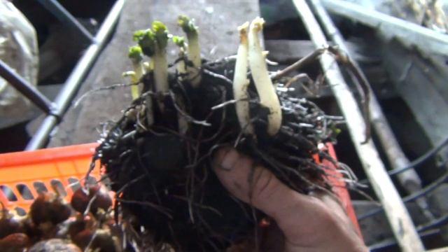 Идеальная рассадная картошка пророщенная в земле Картофель выращивание Рассадный картофель смотреть онлайн