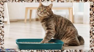 Как Выбрать Наполнитель Для Кошачьего Туалета? ¤ НЕОБЫЧАЙНОЕ