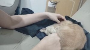 Кот сопит и мурлыкает в микрофон