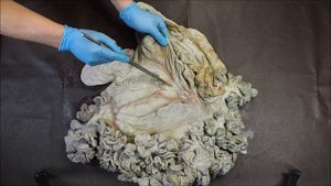 кишечник крупного рогатого скота