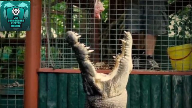 CROCODILO CASSIUS! смотреть онлайн