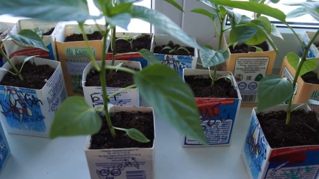 Горшочки для выращивания рассады, которые я считаю почти идеальными смотреть онлайн