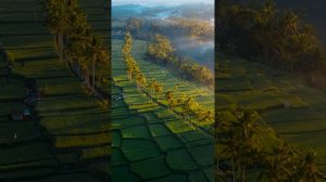 Индонезия, рисовые поля Бали #природа