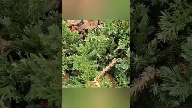 можевельник формировка штамба Аndorra Variegata