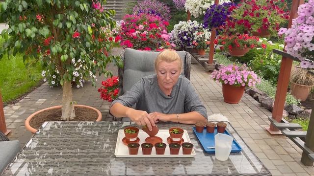 Выращиваем петунию без ошибок!