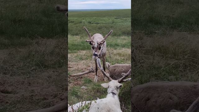 Северный олень #reindeer #arctic