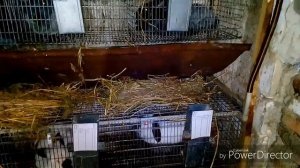 Порода кроликов Советский серебристый или Полтавское серебро