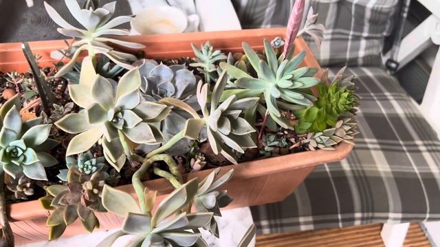 sakksıları azaltıyorum Ekim, dikim,açmaya doyamıyanlar#garden #plants#gardening смотреть онлайн