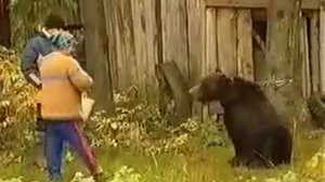 Медведь напал на женщину