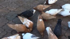 Каких голубей можно оставлять на племя. Коэффициент наследственности.
