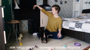 Правильные игры с собакой: как играть с щенком йоркширского терьера. Дрессировка йорка в 3 месяца