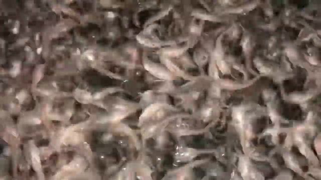 Аква?Пром® : Для заказа Посадочного Материала: ?Креветка(предзаказ) ?Сом Скачайте програм смотреть онлайн