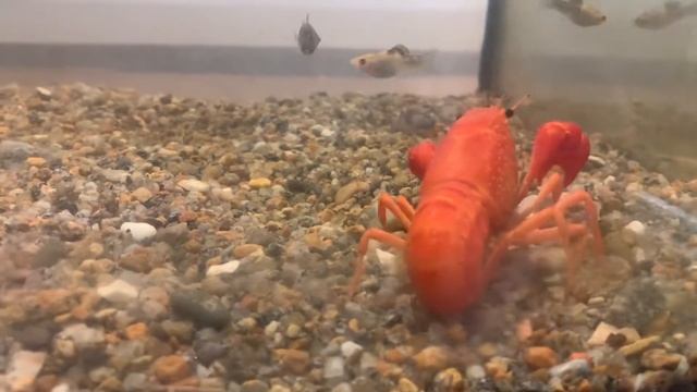 Отсадил самок флоридского рака. Что делать когда самка флоридского рака с икрой? смотреть онлайн