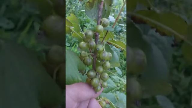 Зеленоплодная чёрная смородина сорт Золото Инков смотреть онлайн