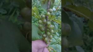 Зеленоплодная чёрная смородина сорт Золото Инков