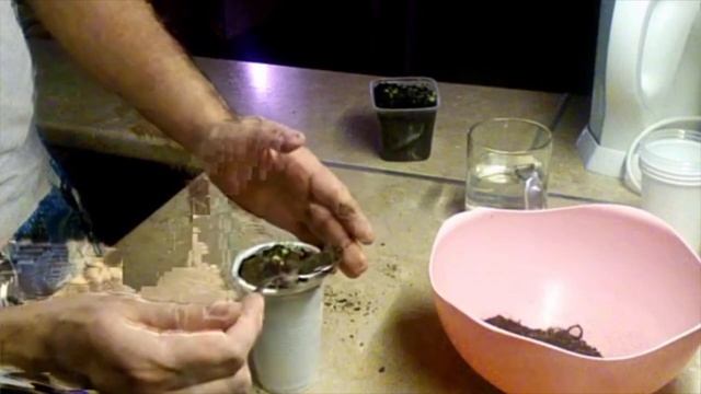 Пикировка рассады петунии/Как и когда пикировать петунию