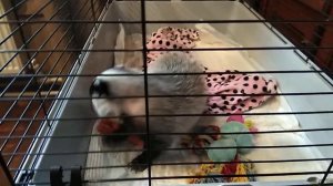 Барсук Луша играет