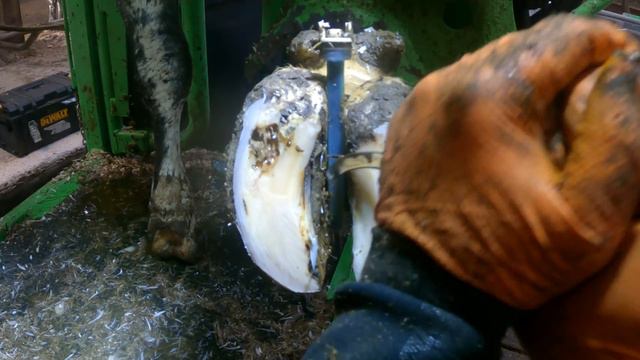 DEEP SOLE FRACTURE IN BLUE COW'S FOOT смотреть онлайн