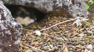 "Охота" на лемминга