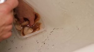 Как чистить грузди?