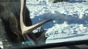 Нападения лосей на людей