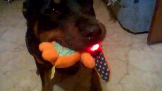 Говорящая собака.talk dog.mp4 смотреть онлайн