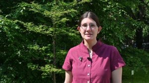 Метасеквойя - реликт эпохи динозавтров