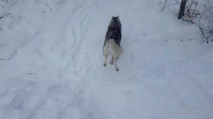 Летающий хаски.Flying husky ✈#сибирскийхаски#huskyIdel Короткометражка.