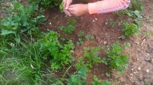 Уха из судака (берша). Самый вкусный и простой рецепт