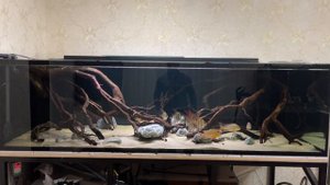 Новая коряга в аквариум с ЮА