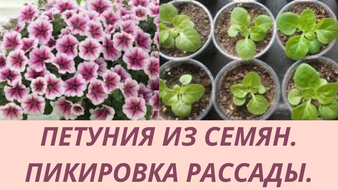 Петуния из семян.Как пикировать рассаду петунии. Петуния пикировка рассады . Подробное видео.