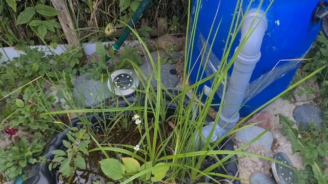 Пруд в Подмосковье с аквариумными рыбками смотреть онлайн