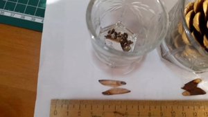 различие  шишки сосны черной от сосны обыкнонной лесной
