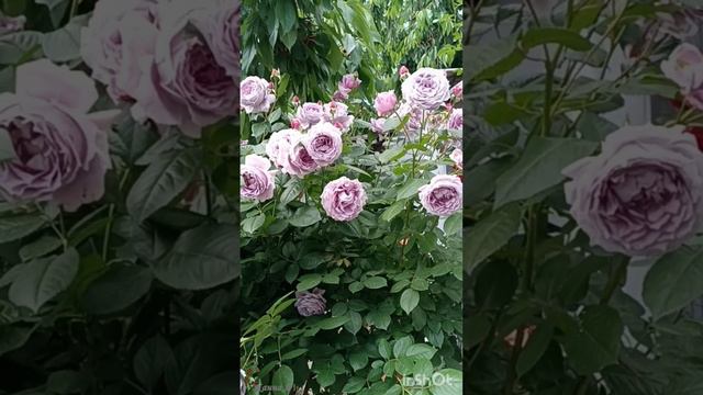 Роза "Новалис"