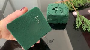 Любимые хвойные МОЖЖЕВЕЛЬНИК ПРИНЦ УЭЛЬСКИЙ. Посадка уход размножение.