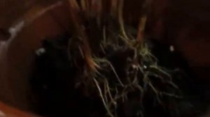 Грибные комарики-5. Комнатные растения. Раствор "марганцовки" – борьба с личинками в грунте