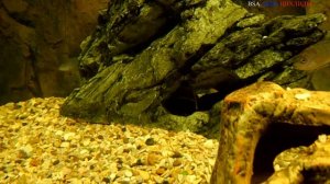 Меланохромис Ауратус (Melanochromis Auratus).