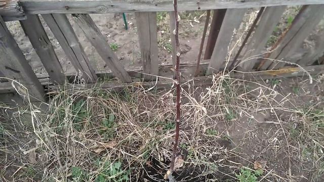 Цветёт слива Сувенир Востока, а оленка волохата поедает цветы⊙﹏⊙ смотреть онлайн