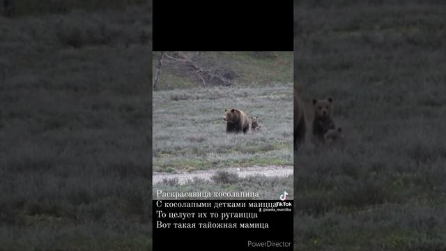 Мамица-медведица :) в этом году у нас очень много медведиц с медвежатами и вот  #секундочкаПоэзии