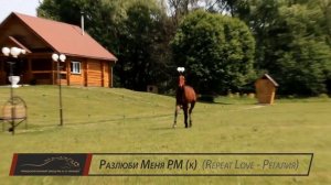 Чувашский конный завод