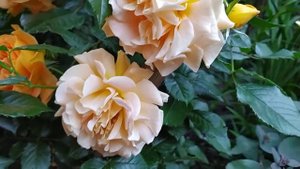 Роза флорибунда Гольдельзе (Goldelse).