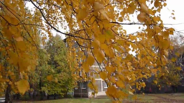 футаж - Осенняя берёза смотреть онлайн