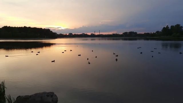 Уточки на реке Ижоре смотреть онлайн