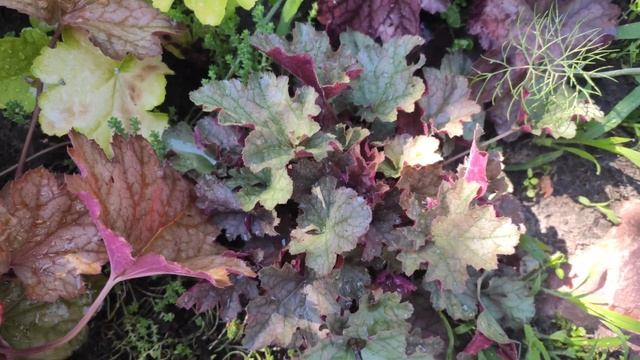 Обзор моих сеянцев гейхер этого года...окрас поражает разнообразием... смотреть онлайн