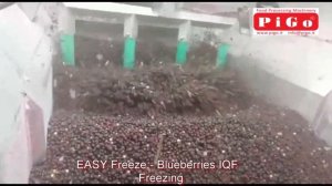 Линия флюидизационной заморозки ягод IQF EASY Freeze
