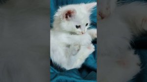 Белый пушистый котёнок играет своим хвостом 2.