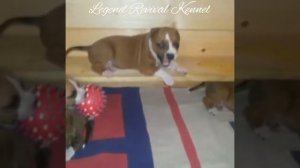Элитные щенки Амстаффа из питомника  LEGEND REVIVAL