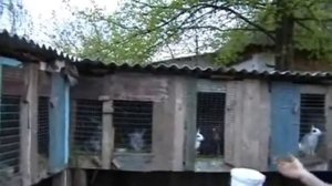 Чупакабра приходит ночью