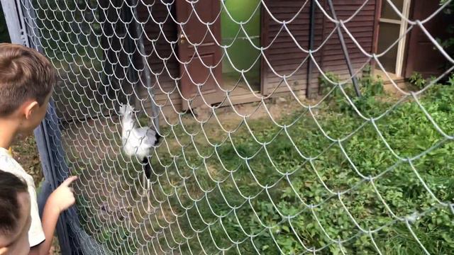 Мск зоопарк. Прицеп Секретарь! 23/08/2020 смотреть онлайн