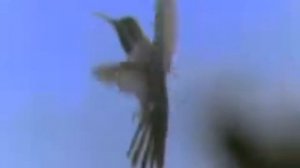 ,,ЖИЗНЬ КОТОРУЮ НЕ ЗАМЕЧАЕМ МЫ,,музыка Сергей Грищук